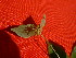  ( - TJD-118)  @11 [ ] CreativeCommons - Attribution Non-Commercial (2013) MTMG McGill Herbarium
