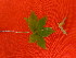  ( - TJD-118)  @11 [ ] CreativeCommons - Attribution Non-Commercial (2013) MTMG McGill Herbarium