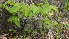  ( - TJD-014)  @11 [ ] CreativeCommons - Attribution Non-Commercial (2013) MTMG McGill Herbarium