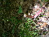  ( - TJD-130)  @11 [ ] CreativeCommons - Attribution Non-Commercial (2013) MTMG McGill Herbarium