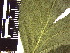  ( - TJD-139)  @11 [ ] CreativeCommons - Attribution Non-Commercial (2013) MTMG McGill Herbarium