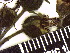  ( - TJD-139)  @11 [ ] CreativeCommons - Attribution Non-Commercial (2013) MTMG McGill Herbarium