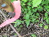  ( - TJD-140)  @11 [ ] CreativeCommons - Attribution Non-Commercial (2013) MTMG McGill Herbarium