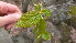  ( - TJD-016)  @11 [ ] CreativeCommons - Attribution Non-Commercial (2013) MTMG McGill Herbarium