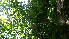  ( - TJD-155)  @11 [ ] CreativeCommons - Attribution Non-Commercial (2013) MTMG McGill Herbarium