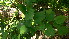  ( - TJD-155)  @11 [ ] CreativeCommons - Attribution Non-Commercial (2013) MTMG McGill Herbarium