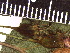 ( - TJD-155)  @11 [ ] CreativeCommons - Attribution Non-Commercial (2013) MTMG McGill Herbarium