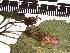  ( - TJD-155)  @11 [ ] CreativeCommons - Attribution Non-Commercial (2013) MTMG McGill Herbarium