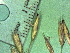  ( - TJD-159)  @11 [ ] CreativeCommons - Attribution Non-Commercial (2013) MTMG McGill Herbarium