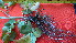  ( - TJD-002)  @11 [ ] CreativeCommons - Attribution Non-Commercial (2013) MTMG McGill Herbarium