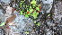  ( - TJD-020)  @11 [ ] CreativeCommons - Attribution Non-Commercial (2013) MTMG McGill Herbarium