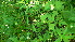  ( - TJD-202)  @11 [ ] CreativeCommons - Attribution Non-Commercial (2013) MTMG McGill Herbarium
