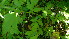  ( - TJD-202)  @11 [ ] CreativeCommons - Attribution Non-Commercial (2013) MTMG McGill Herbarium