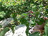  ( - TJD-213)  @11 [ ] CreativeCommons - Attribution Non-Commercial (2013) MTMG McGill Herbarium