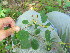  ( - TJD-213)  @11 [ ] CreativeCommons - Attribution Non-Commercial (2013) MTMG McGill Herbarium