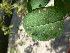  ( - TJD-213)  @11 [ ] CreativeCommons - Attribution Non-Commercial (2013) MTMG McGill Herbarium