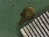  ( - TJD-216)  @11 [ ] CreativeCommons - Attribution Non-Commercial (2013) MTMG McGill Herbarium