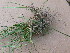  ( - TJD-226)  @11 [ ] CreativeCommons - Attribution Non-Commercial (2013) MTMG McGill Herbarium