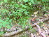  ( - TJD-228)  @11 [ ] CreativeCommons - Attribution Non-Commercial (2013) MTMG McGill Herbarium