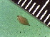  ( - TJD-236)  @11 [ ] CreativeCommons - Attribution Non-Commercial (2013) MTMG McGill Herbarium