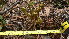  ( - TJD-474)  @11 [ ] CreativeCommons - Attribution Non-Commercial (2013) MTMG McGill Herbarium