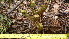  ( - TJD-474)  @11 [ ] CreativeCommons - Attribution Non-Commercial (2013) MTMG McGill Herbarium