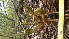  ( - TJD-474)  @11 [ ] CreativeCommons - Attribution Non-Commercial (2013) MTMG McGill Herbarium