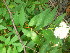  ( - TJD-268)  @11 [ ] CreativeCommons - Attribution Non-Commercial (2013) MTMG McGill Herbarium