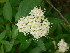  ( - TJD-268)  @11 [ ] CreativeCommons - Attribution Non-Commercial (2013) MTMG McGill Herbarium
