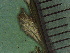  ( - TJD-271)  @11 [ ] CreativeCommons - Attribution Non-Commercial (2013) MTMG McGill Herbarium