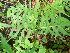  ( - TJD-282)  @11 [ ] CreativeCommons - Attribution Non-Commercial (2013) MTMG McGill Herbarium