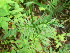  ( - TJD-282)  @11 [ ] CreativeCommons - Attribution Non-Commercial (2013) MTMG McGill Herbarium