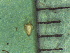  ( - TJD-299)  @11 [ ] CreativeCommons - Attribution Non-Commercial (2013) MTMG McGill Herbarium