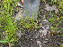  ( - TJD-299)  @11 [ ] CreativeCommons - Attribution Non-Commercial (2013) MTMG McGill Herbarium