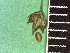  ( - TJD-313)  @11 [ ] CreativeCommons - Attribution Non-Commercial (2013) MTMG McGill Herbarium
