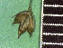  ( - TJD-313)  @11 [ ] CreativeCommons - Attribution Non-Commercial (2013) MTMG McGill Herbarium