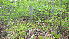 (Trillium grandiflorum - TJD-031)  @11 [ ] CreativeCommons - Attribution Non-Commercial (2013) MTMG McGill Herbarium