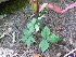  ( - TJD-314)  @11 [ ] CreativeCommons - Attribution Non-Commercial (2013) MTMG McGill Herbarium