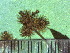  ( - TJD-314)  @11 [ ] CreativeCommons - Attribution Non-Commercial (2013) MTMG McGill Herbarium