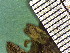  ( - TJD-317)  @11 [ ] CreativeCommons - Attribution Non-Commercial (2013) MTMG McGill Herbarium