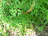  ( - TJD-317)  @11 [ ] CreativeCommons - Attribution Non-Commercial (2013) MTMG McGill Herbarium