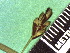  ( - TJD-032)  @11 [ ] CreativeCommons - Attribution Non-Commercial (2013) MTMG McGill Herbarium