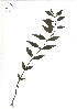  ( - TJD-331)  @11 [ ] CreativeCommons - Attribution Non-Commercial (2013) MTMG McGill Herbarium