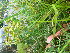  ( - TJD-336)  @11 [ ] CreativeCommons - Attribution Non-Commercial (2013) MTMG McGill Herbarium