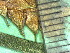  ( - TJD-336)  @11 [ ] CreativeCommons - Attribution Non-Commercial (2013) MTMG McGill Herbarium
