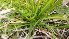  ( - TJD-004)  @11 [ ] CreativeCommons - Attribution Non-Commercial (2013) MTMG McGill Herbarium