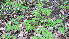  ( - TJD-034)  @11 [ ] CreativeCommons - Attribution Non-Commercial (2013) MTMG McGill Herbarium