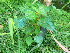  ( - TJD-339)  @11 [ ] CreativeCommons - Attribution Non-Commercial (2013) MTMG McGill Herbarium