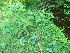  ( - TJD-339)  @11 [ ] CreativeCommons - Attribution Non-Commercial (2013) MTMG McGill Herbarium