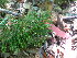  ( - TJD-511)  @11 [ ] CreativeCommons - Attribution Non-Commercial (2013) MTMG McGill Herbarium